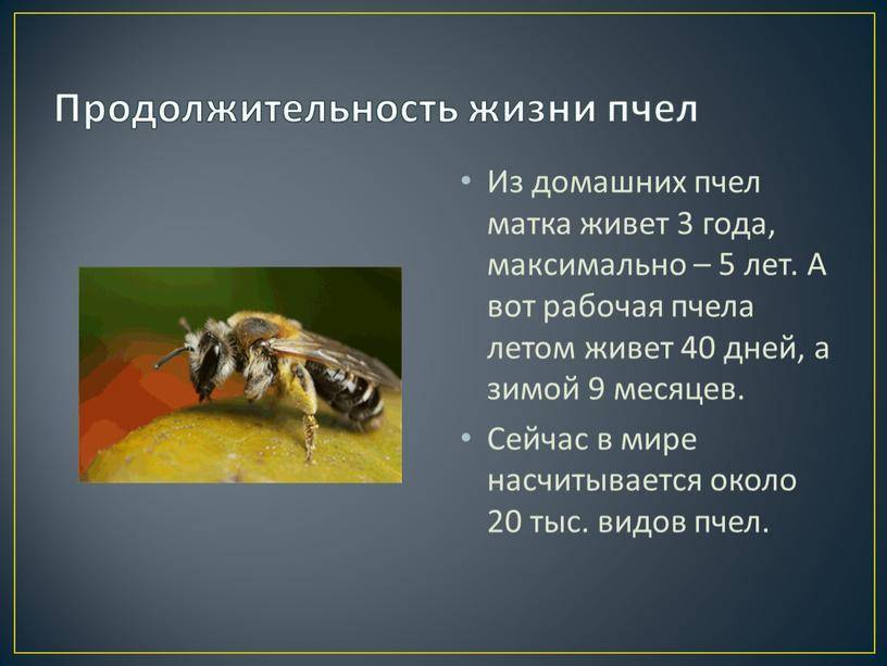 Сколько живут пчелы: как пчелиная кастовая система влияет на продолжительность жизни
