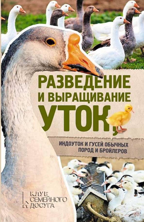 Популярные породы бройлерных уток и особенности их выращивания
