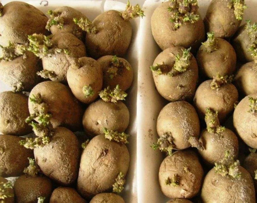 Картофель леди клер: описание сорта, фото, отзывы, вкусовые качества