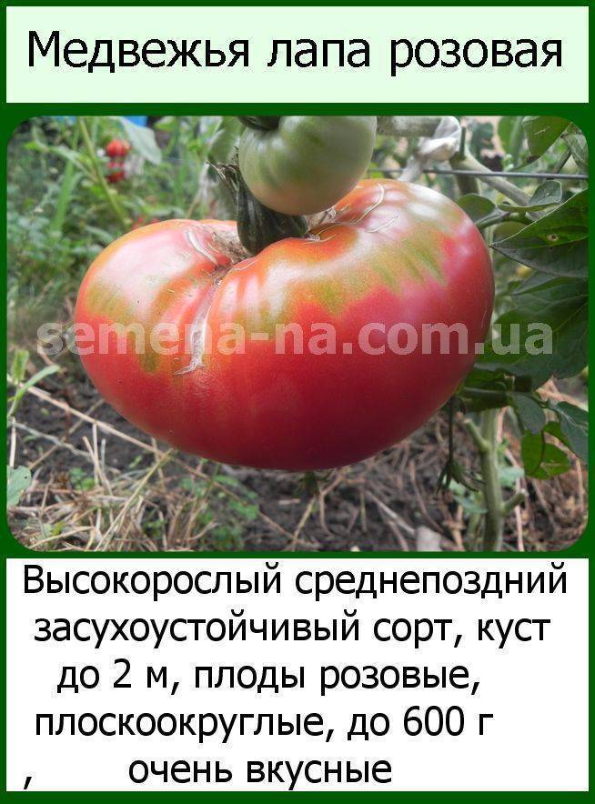 Описание сорта томата медвежья лапа, особенности выращивания и ухода
