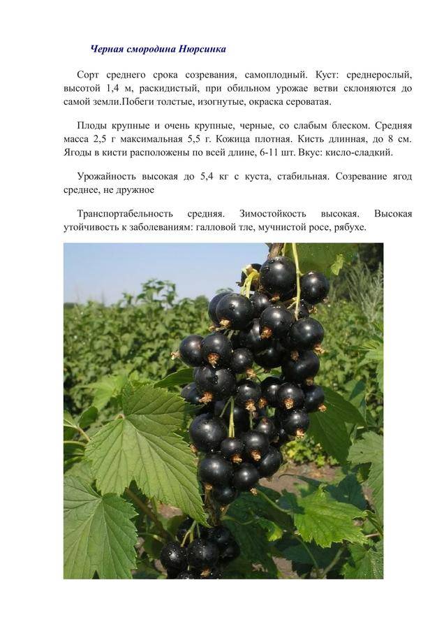 Сорт черной смородины перун фото и описание сорта