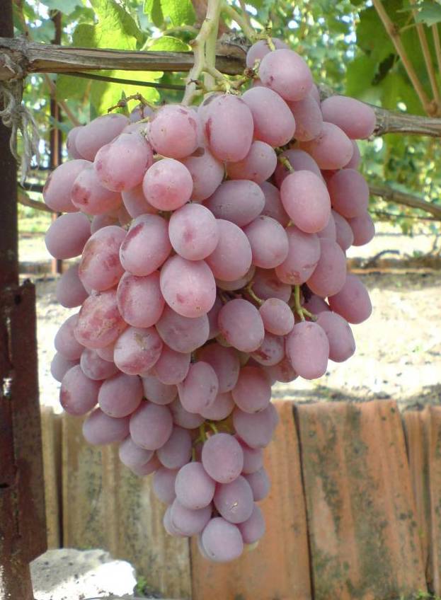 Виноград тайфи описание сорта фото розовый