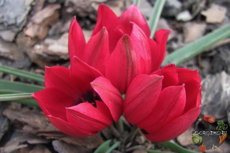 Тюльпан Липского Tulipa lipskyi