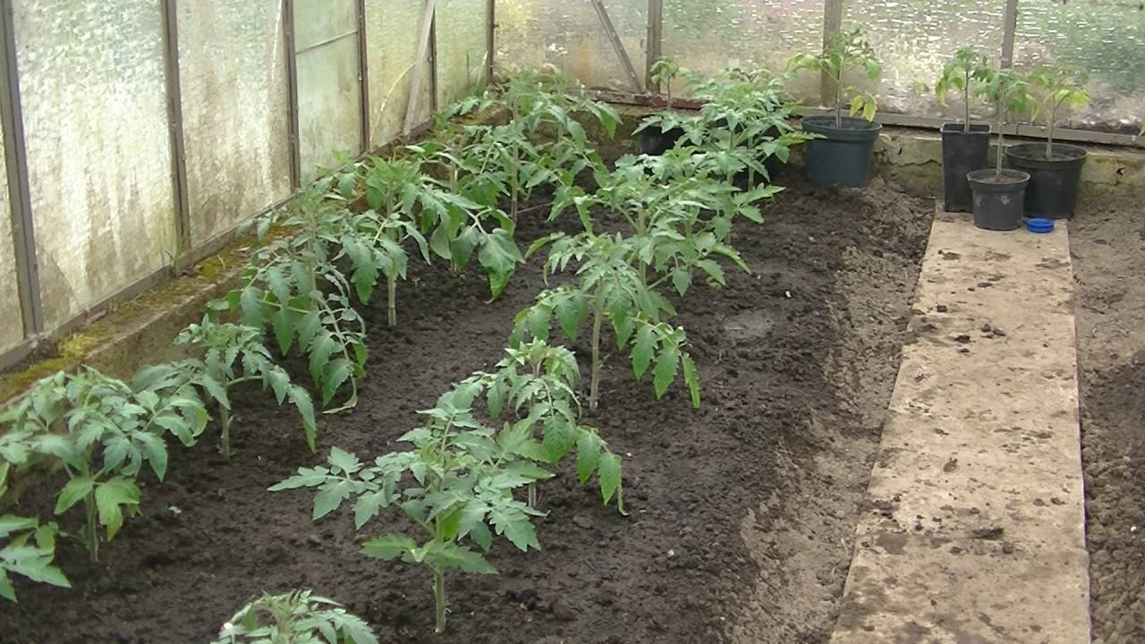 Как выращивать рассаду помидоров в домашних условиях: способы