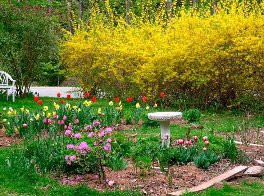 Золотая форзиция: особенности посадки и ухода на садовом участке
