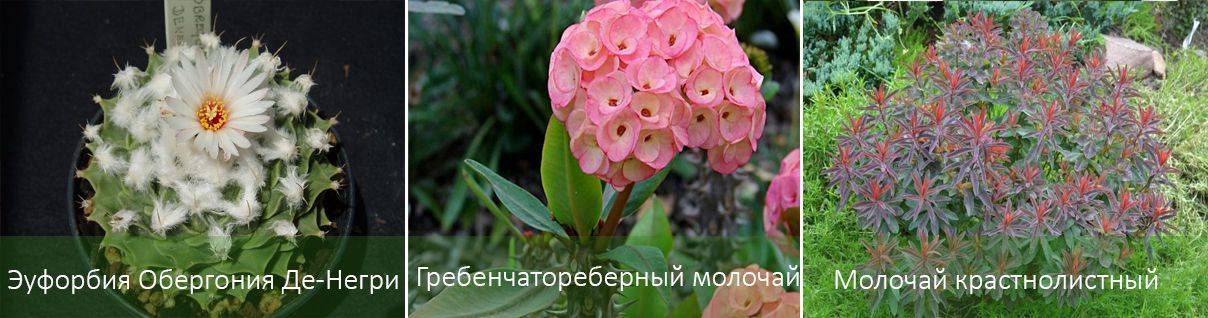 Молочай трехгранный — подарок для начинающего цветовода