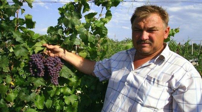 Виноград кишмиш запорожский: что нужно знать о нем, описание сорта, отзывы