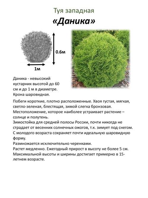 Туя шаровидная дерево. описание, особенности, виды, посадка и уход | сад и огород.ру