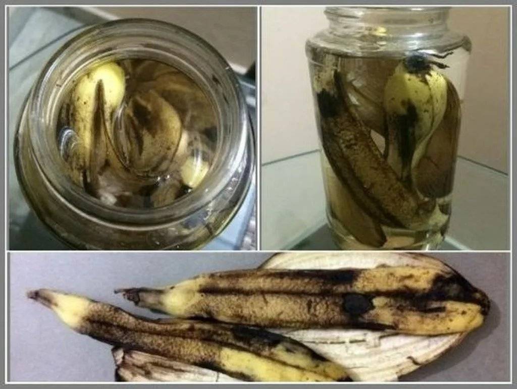 Банановые шкурки для удобрения комнатных цветов рецепт с фото пошагово