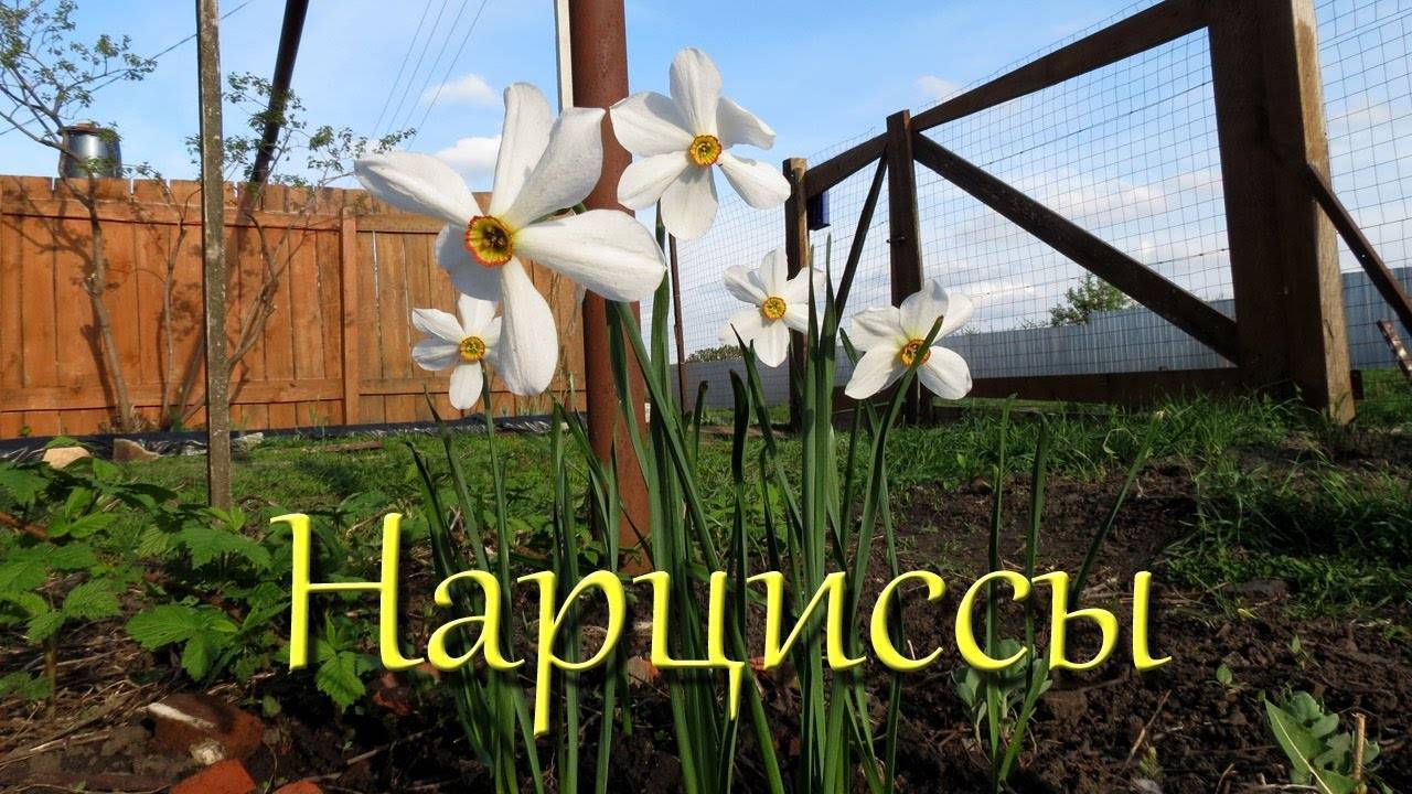 ᐉ почему не цветут нарциссы – 9 возможных причин - hydrosad.ru