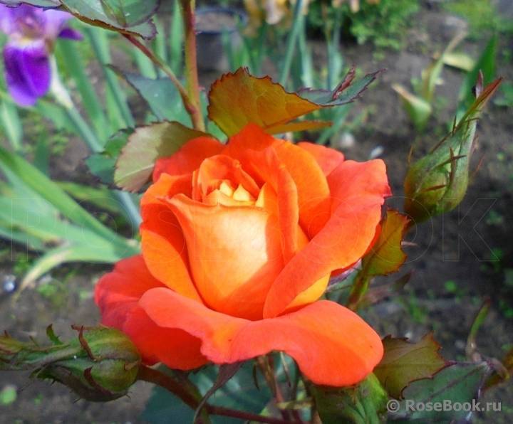 Супер трупер роза - описание сорта и его характеристики, правила ухода | розоцвет