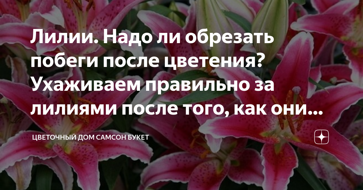 Что делать с лилиями после цветения. Надо ли обрезать лилии после цветения. Лилии отцвели. Лилия после цветения. Обрезка лилии после цветения.