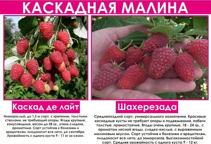 Сорта малины крупноплодной с фотографиями и описанием для средней полосы россии