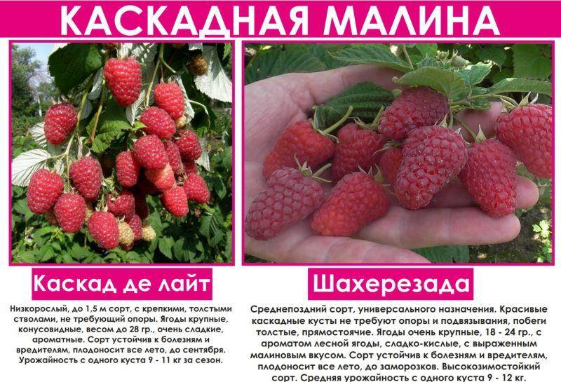 Сорт малины малиновое дерево фото и описание