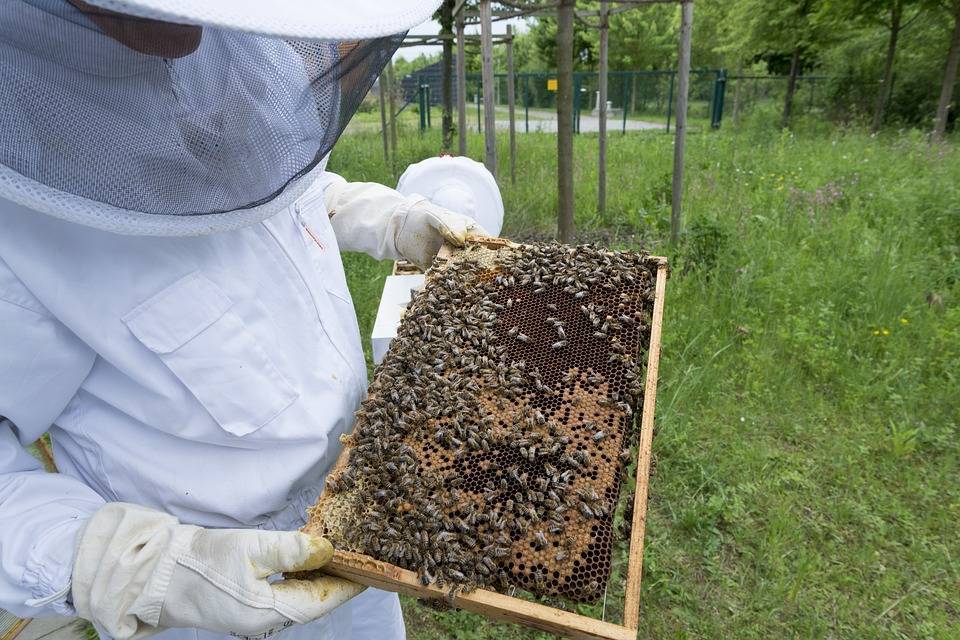 Ловля роев: как соорудить ловушку для ловли диких пчел, как поймать пчел в пустой улей, где установить ловушку