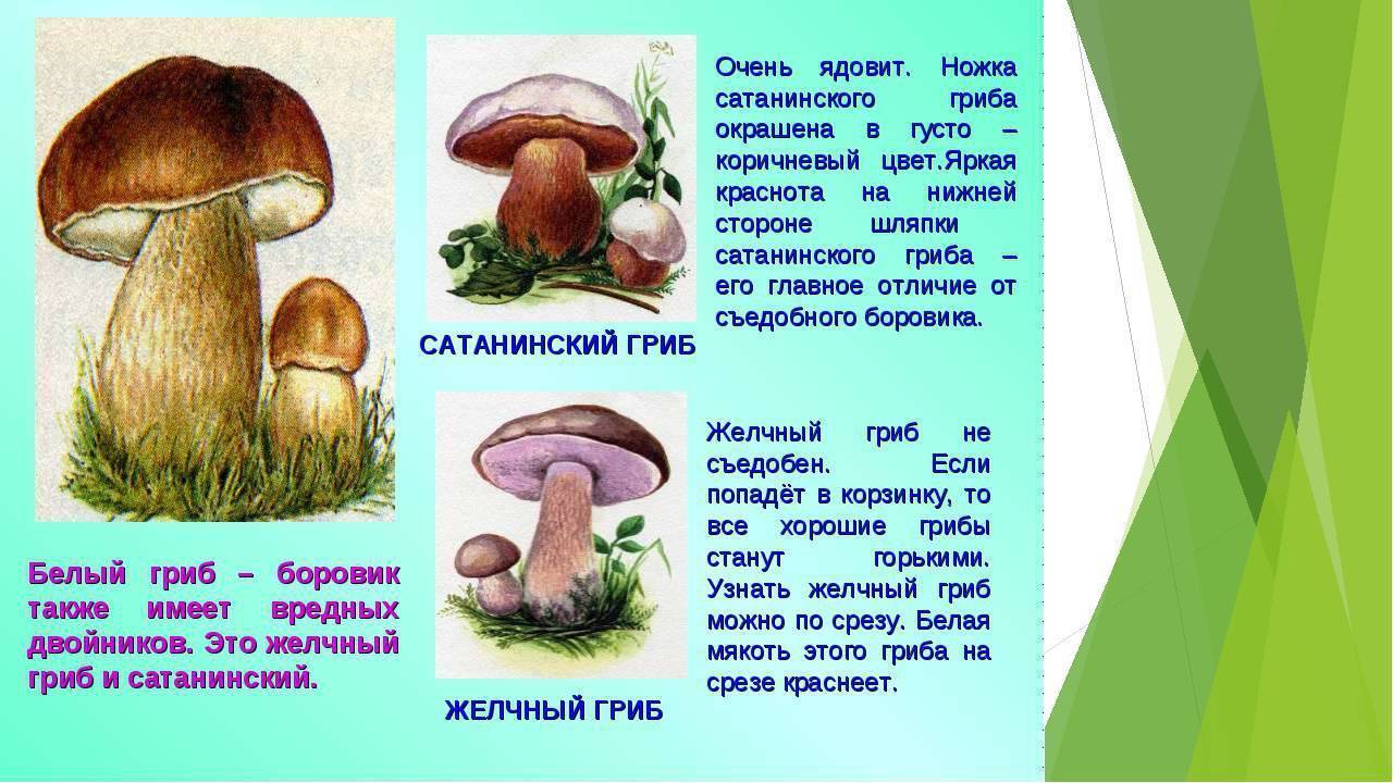 Ложный белый гриб фото и описание фото