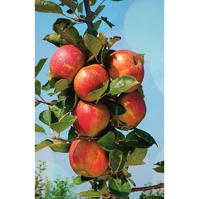 Карликовые яблони для подмосковья — какой сорт выбрать