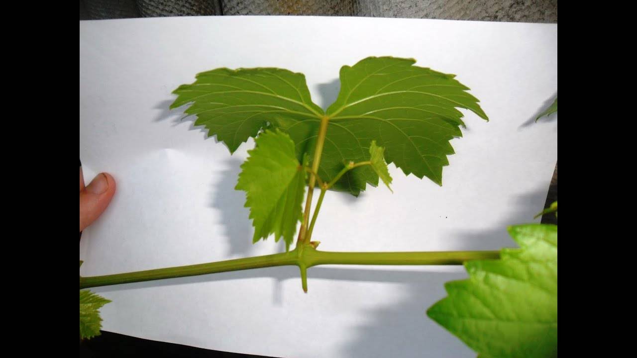 Пасынкование винограда весной. как прищипывать виноград, правильная обломка лишних побегов