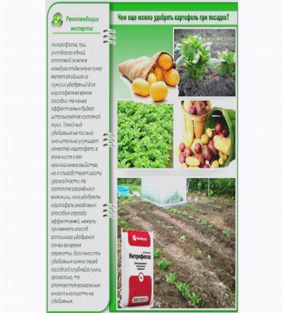 Удобрение для картофеля при посадке в лунку – минеральные комплексы и органические средства, нормы внесения