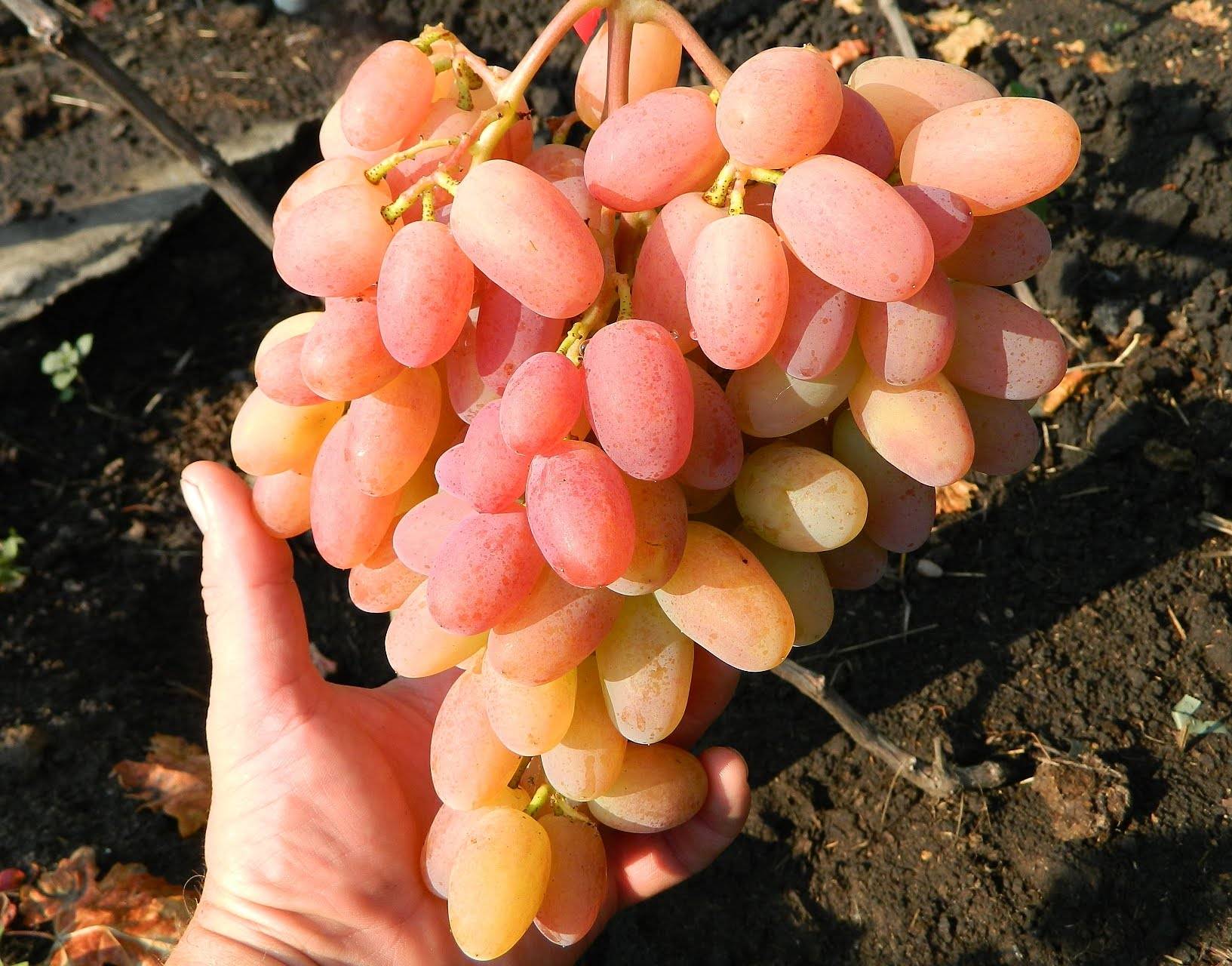 Сорт винограда виктор фото и описание