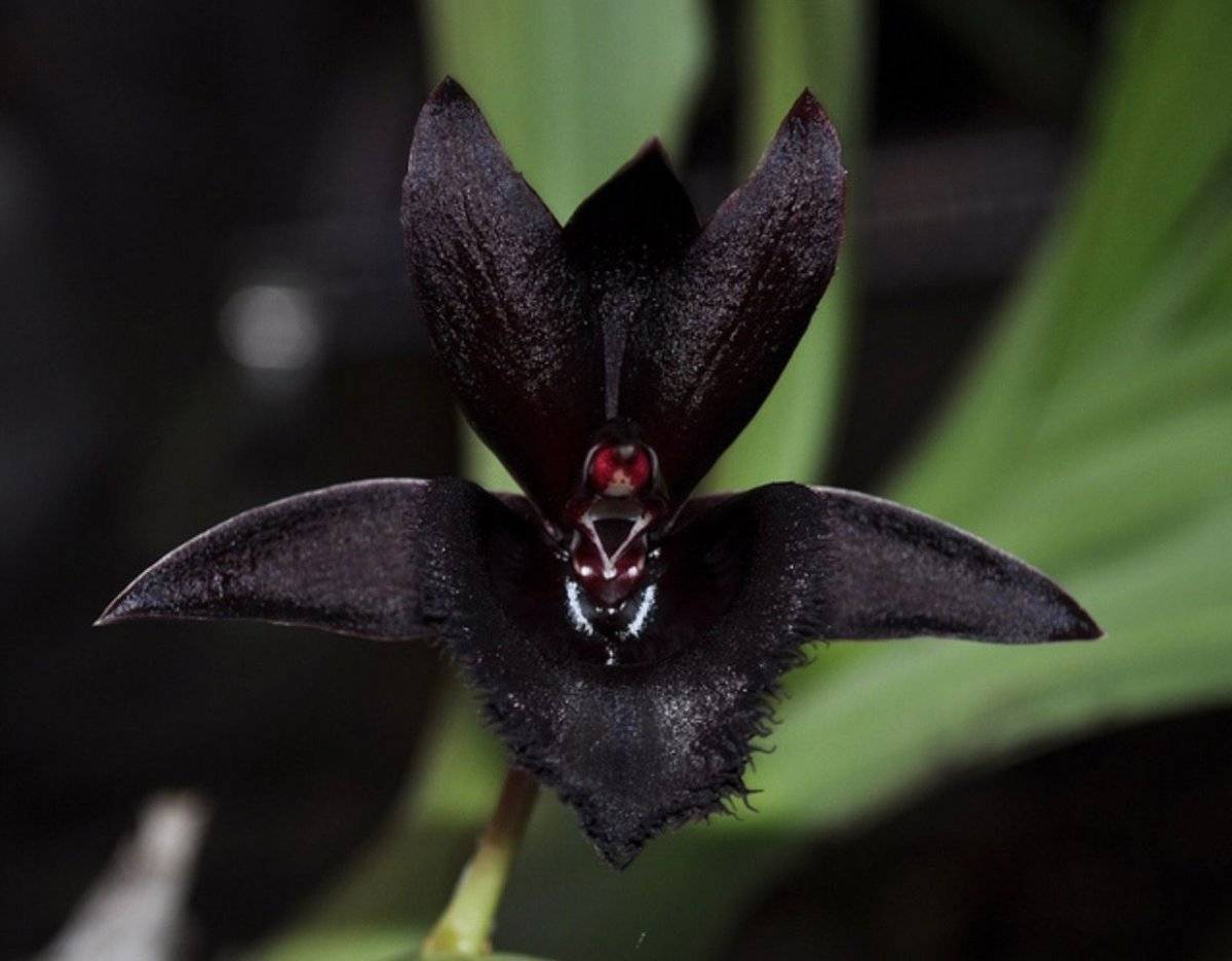 Цветок черная орхидея: описание, виды, посадка и уход