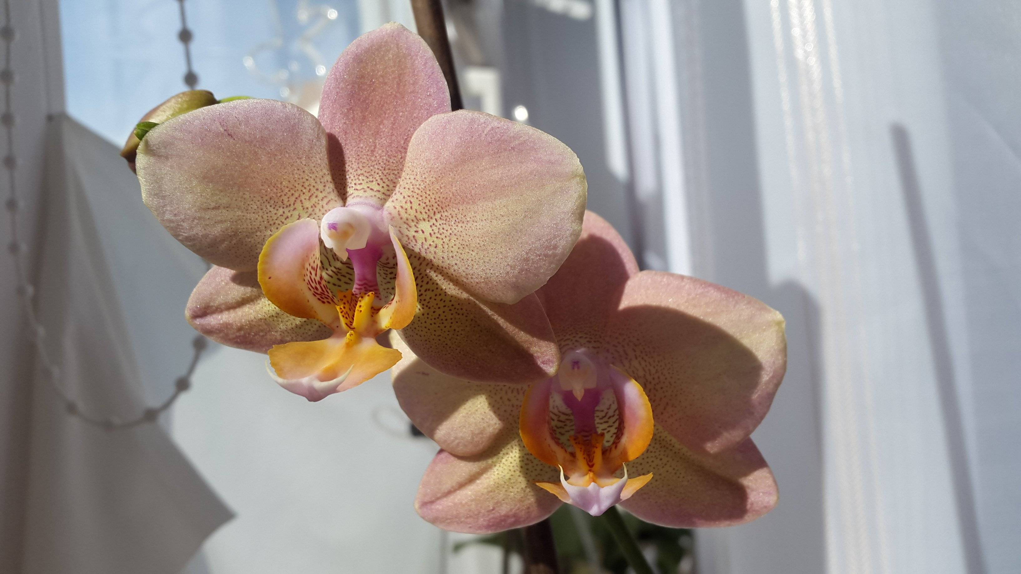 Орхидея легато: фото и описание сорта, особенности цветения, посадки, размножения и другие правила ухода в домашних условиях