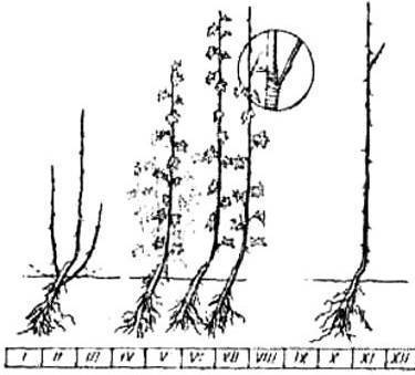 Крыжовник на штамбе: как правильно посадить, уход и выращивание