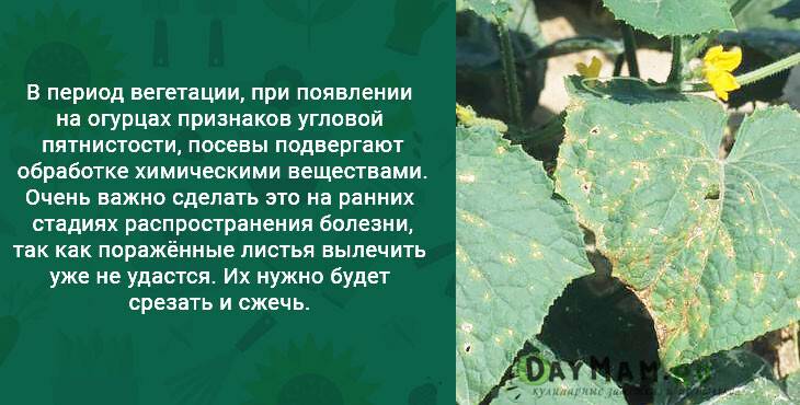 Пожелтение листьев огурцов в июле в теплице и открытом грунте, что делать, как и чем проводить опрыскивания
