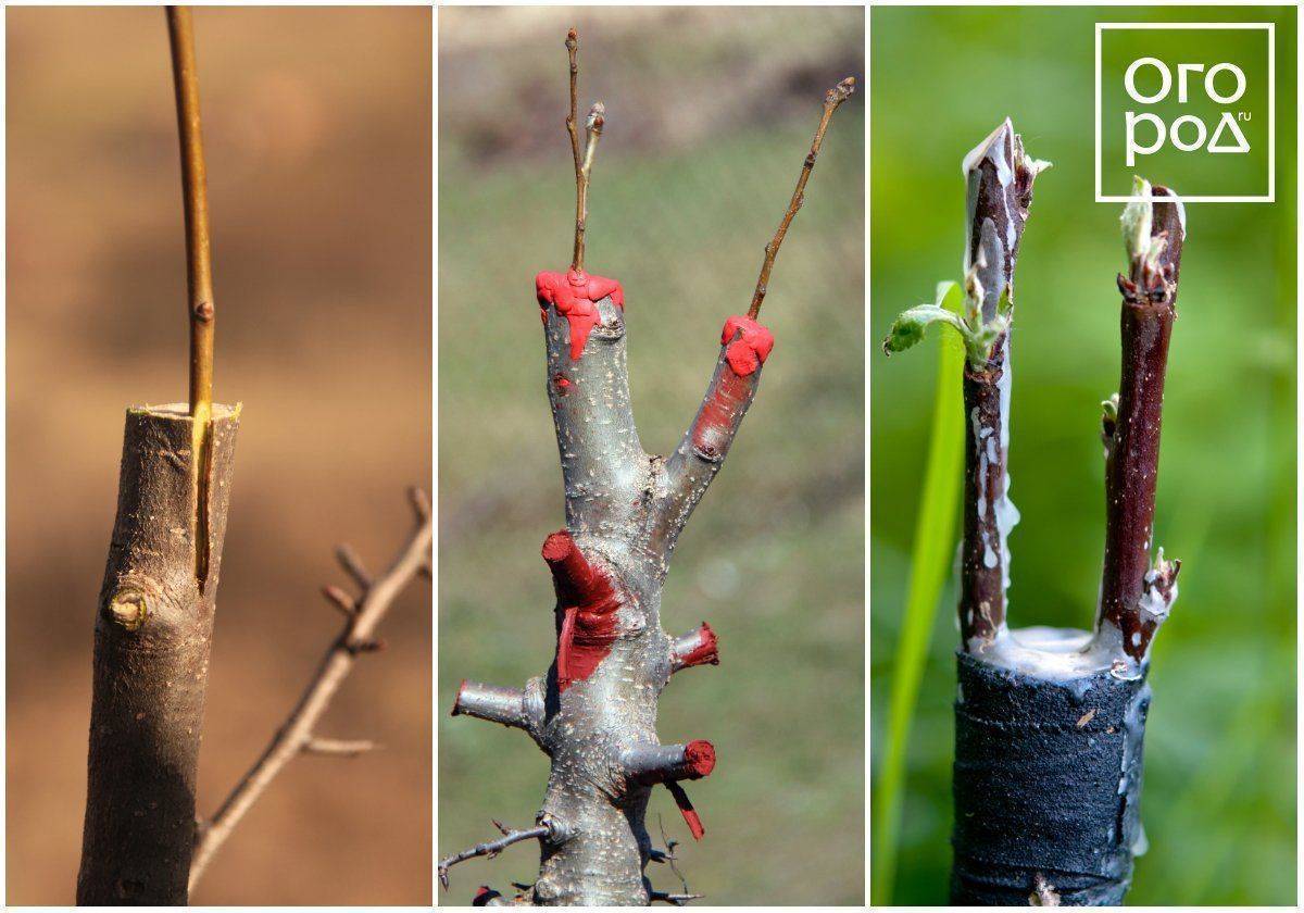 Как привить яблоню весной: 7 способов для начинающих садоводов