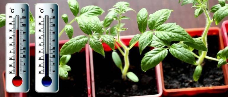 Какая оптимальная температура для выращивания рассады томатов?