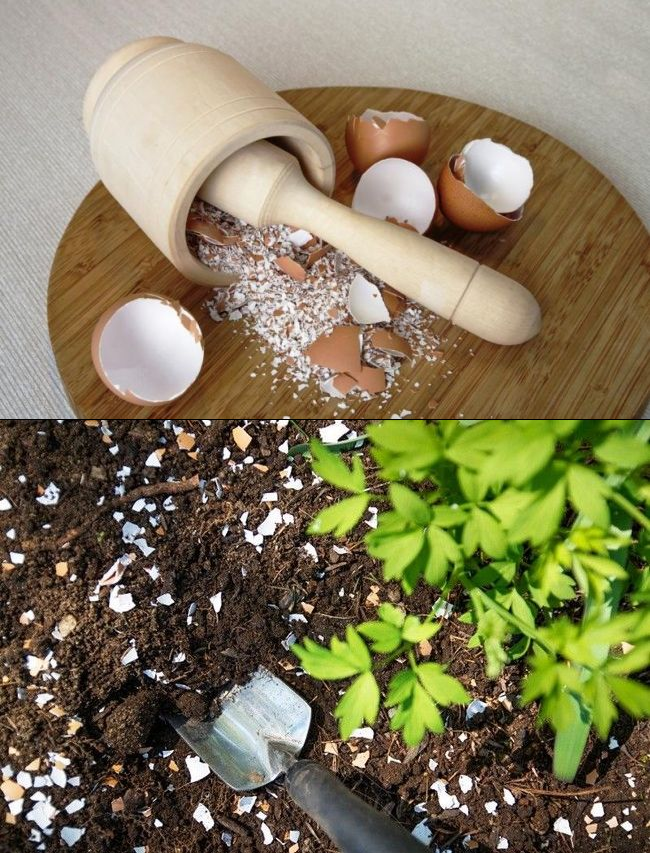 Удобрение яичная скорлупа: как применять для огорода