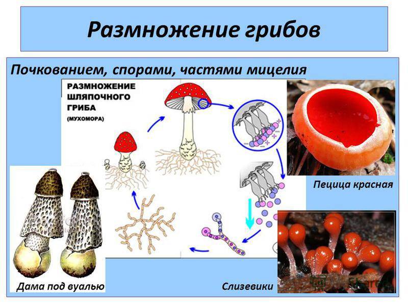 Гликоген у грибов