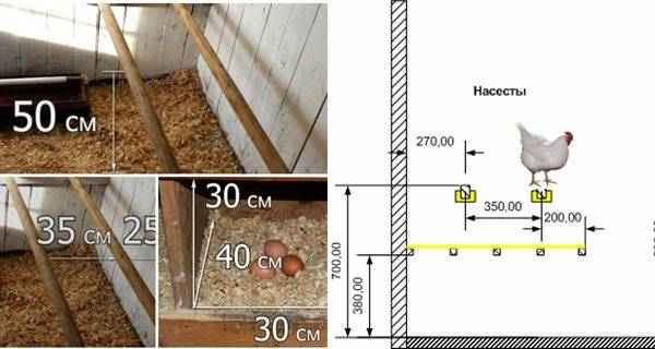 Схема обустройства курятника внутри
