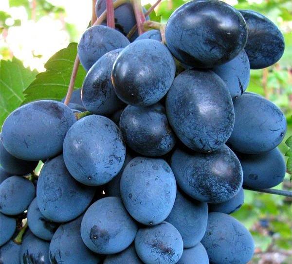Блек гранд сорт винограда