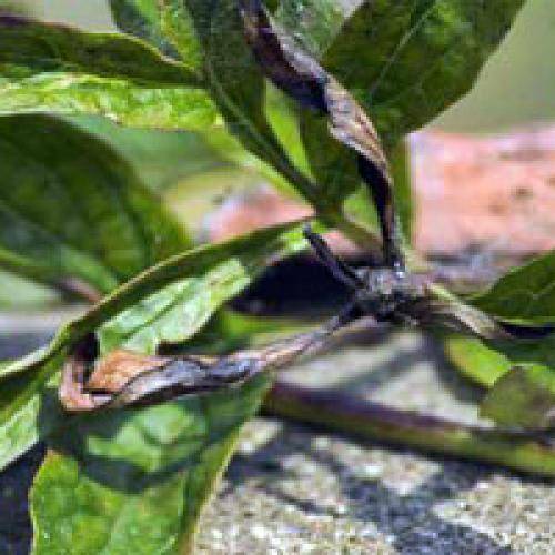 Почему у пиона скручиваются листья: причина и лечение