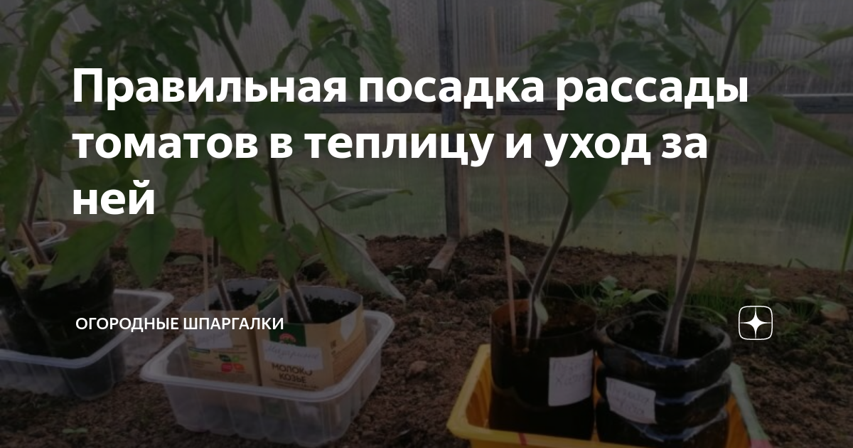 Без крайностей: выясняем, как правильно организовать полив томатов в теплице, чтобы не погубить урожай — фазенда
