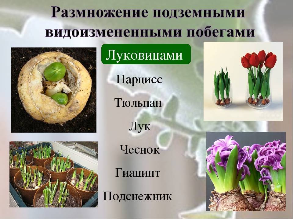 Как размножаются тюльпаны