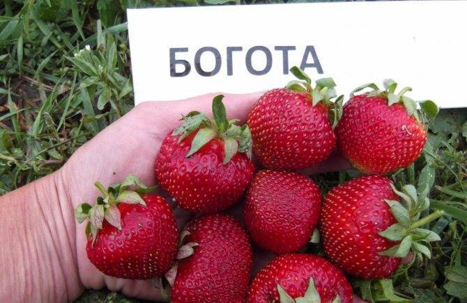 Клубника богота: описание и характеристики сорта, посадка и уход, отзывы с фото
