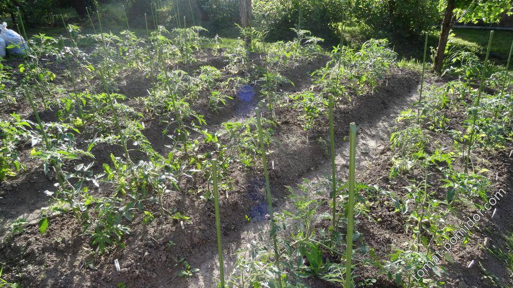 Как выращивать помидоры в открытом грунте в подмосковье - сад и огород