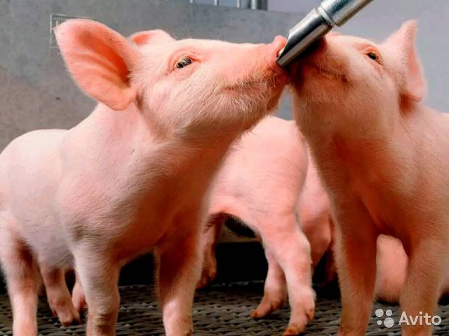 Поилки для свиней: как сделать и установить своими руками, пошаговая инструкция, фото