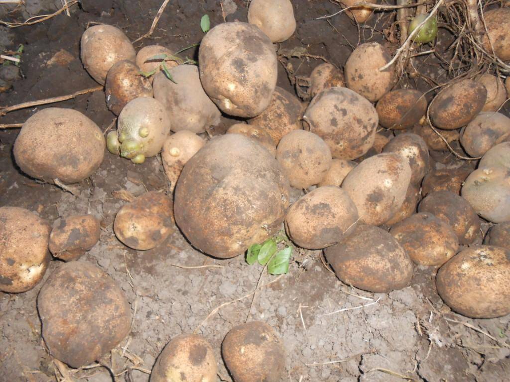Картофель мелодия: описание сорта, фото и отзывы, характеристика, вкусовые качества и сроки созревания
