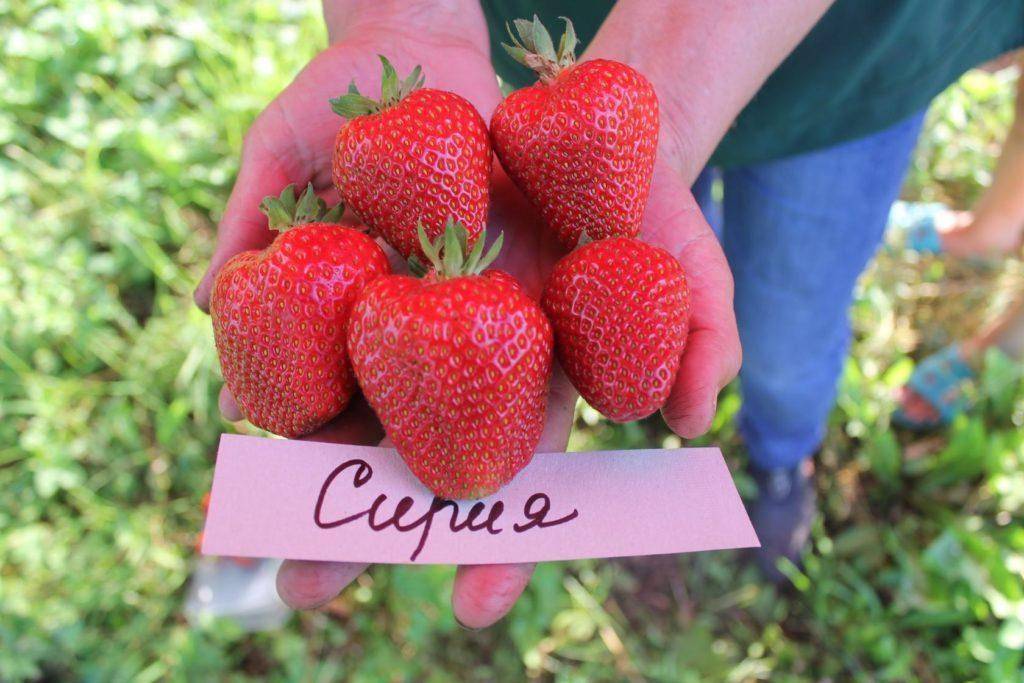 Клубника Сирия