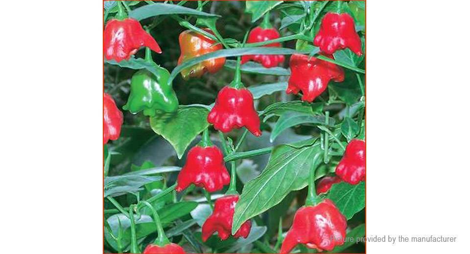 Горький перец «колокольчик»: описание сорта и особенности его выращивания