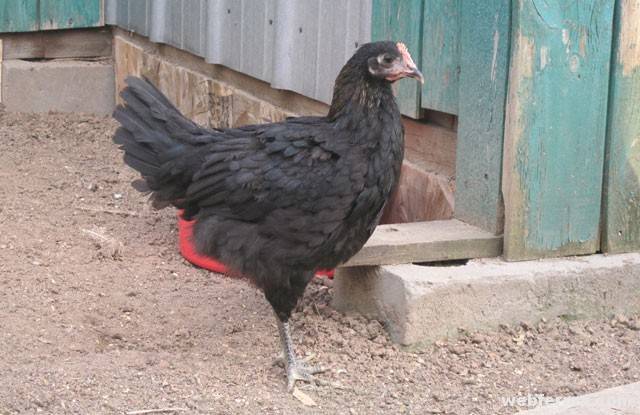 Московская черная порода кур – описание, фото, характеристики, продуктивность, отзывы