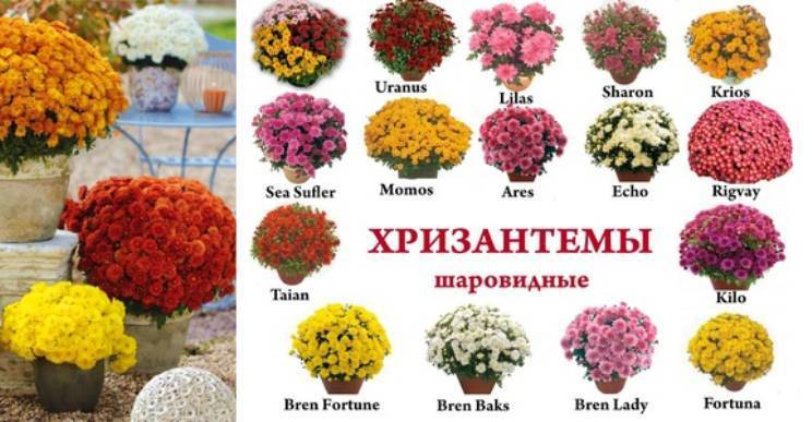 Хризантемы мультифлора сорта и их описание с фото и название