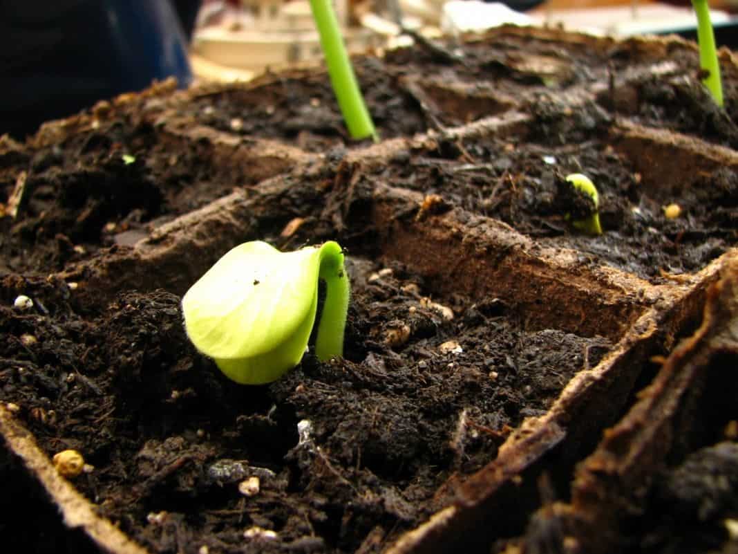 Кабачки: диетические овощи семейства тыквенных. посадка семенами в открытый грунт и уход, выращивание рассады (15 фото & видео) +отзывы