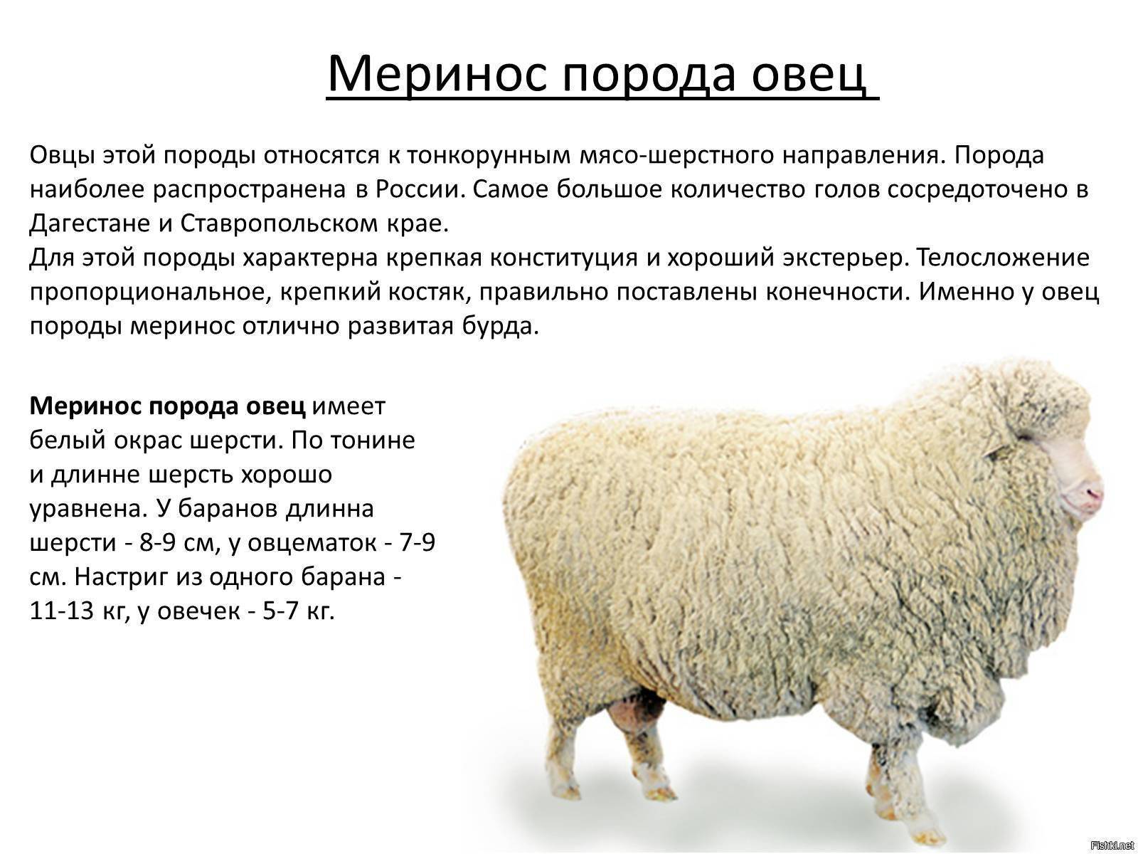 Породы овец мясного направления