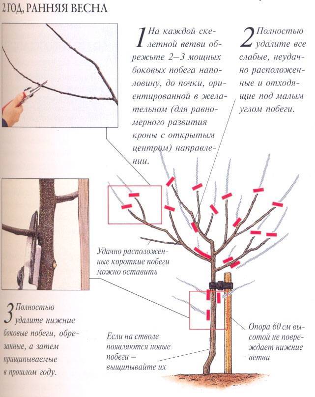 Как обрезать вишню весной для начинающих схемы с подробным