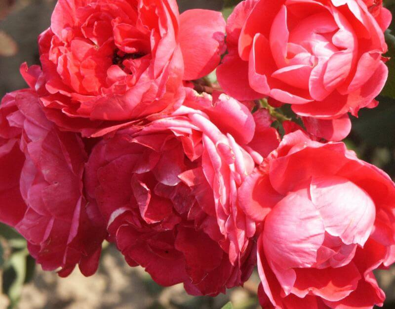 27 лучших сортов канадских роз - дачная жизнь