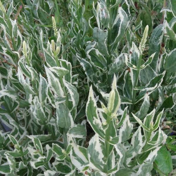 Можжевельник казацкий variegata (вариегата)